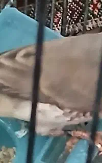 فنچ