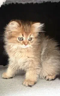 بچه گربه بریتیش