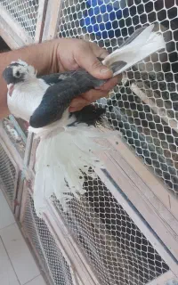 ابلغ ماده
