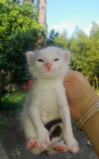 گربه ماده