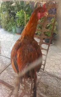 خروس لاری
