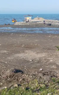 تمیز کاری علف هرز و خانه