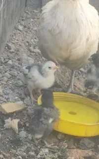 مرغ گلین باجوجه