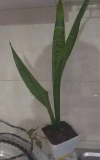 گل سانسوریا