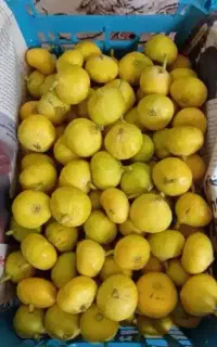 انجیر تازه