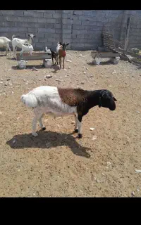 سلاخی گوسفند بز کهره