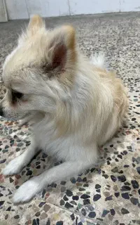 سگ پامر