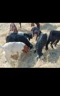گوسفند فروشی