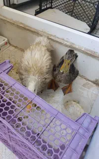 اردک