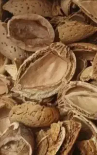 خرید پوست بادام و گردو