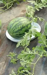 هندوانه
