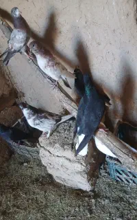 کبوتر دم سفید و رنگی