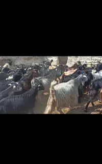 فروش گله بز داشتی کهره دار