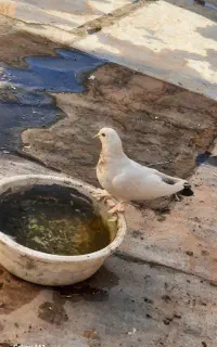 کبوتر