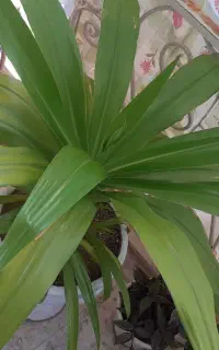 گل طبیعی اشک مریم