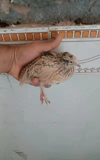 بلدرچین ۴۰ روزه