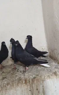 جوجه دمسفید