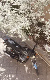 رهرو طرح باکسر