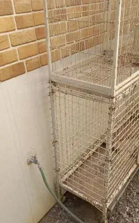 قفس جفت کن و مرغ بلدرچین