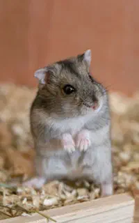 همستر کمپل کوتوله