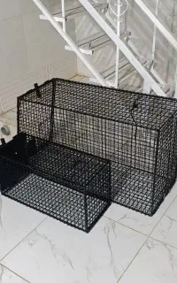 تله ( گرگ و سگ / گربه و روباه )
