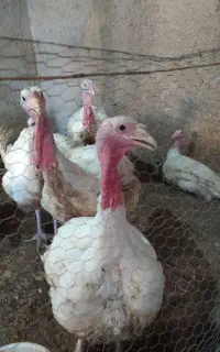 فروش بوقلمون بیوتی