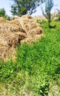 فروش علف ویونجه بسته بندی بصورت سنتی