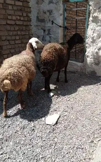 میش تخمی جوان یکی آبستن سنگین