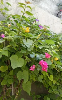 گل طبیعی