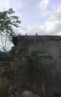 کبوتر دوبال
