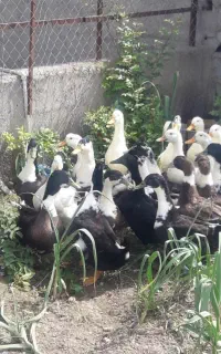 اردک محلی درشت خوشمزه لذیذ