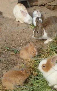 خرگوش