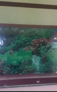 آکواریوم ماهی