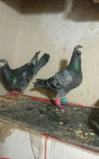 تعدادی کبوتر