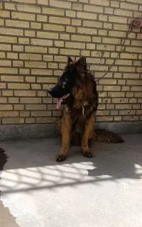 ژرمن