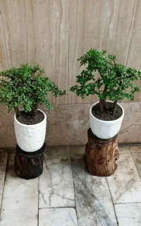 گیاه طبیعی اپارتمانی بنسای
