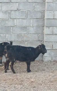 گوسفند محلی