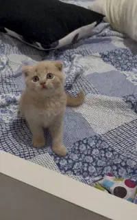 بچه گربه اسکاتیش