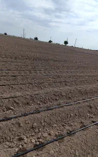 آبیاری قطره ای