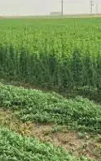 فروش یونجه برداشت سوم