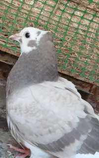 کفتر