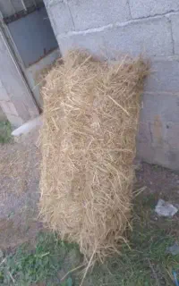 کاه  (  سرچینا  )
