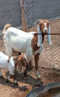 چهار راس بز کهره دار
