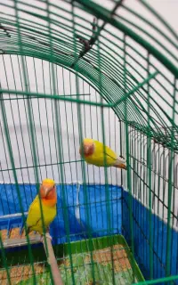 طوطی کوتوله