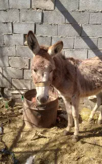 یه عدد خرگم شده
