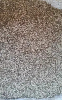 کاه زیره