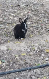 خرگوش