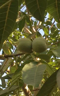 گردو درجه یک یک جا فروخته میشه