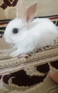 خرگوش