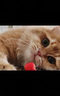 گربه نر بریتیش بدون خط و خال آماده جهت جفت گیری